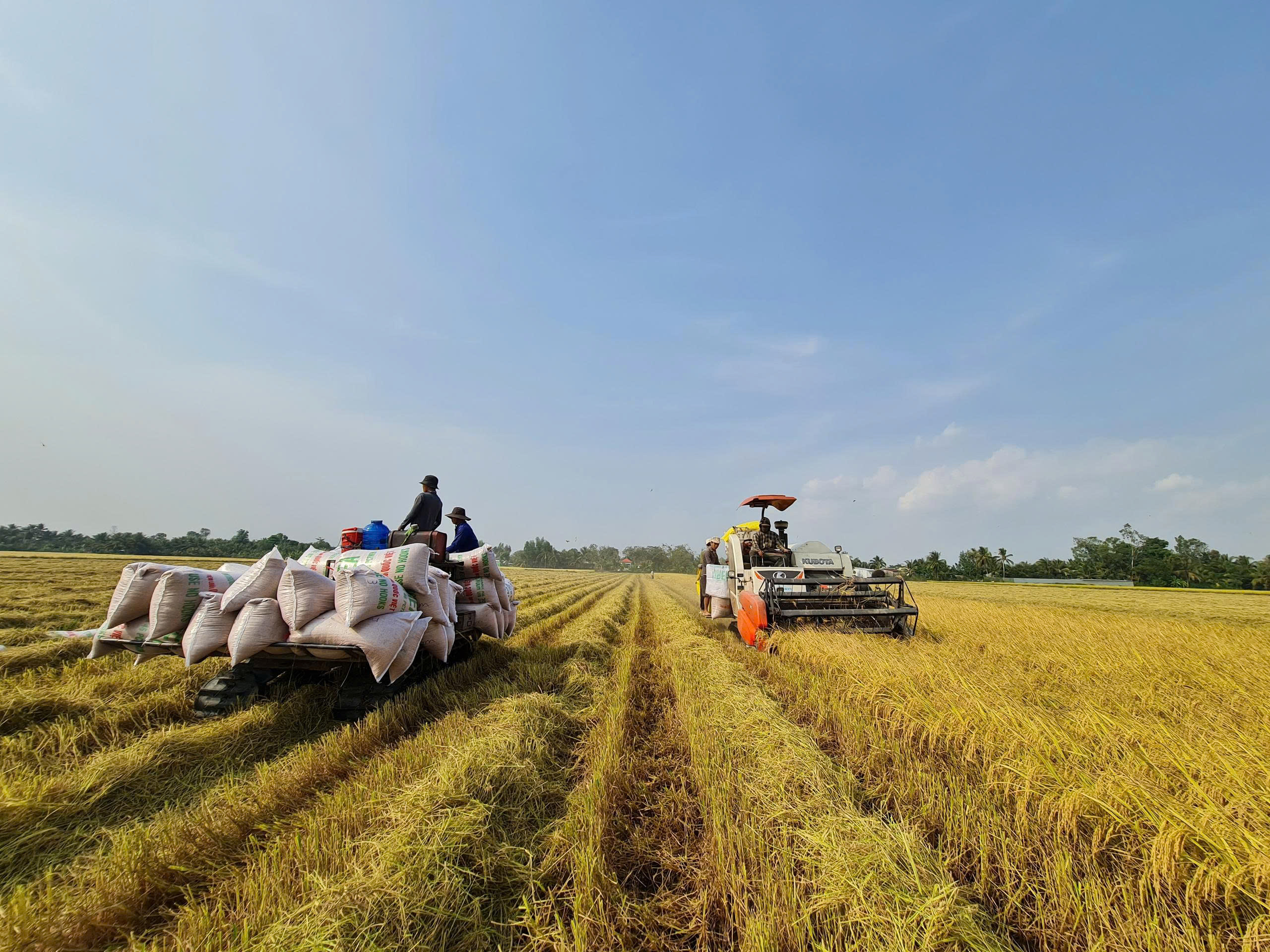 Xuất khẩu gạo tăng nhẹ, đối mặt &aacute;p lực gi&aacute; v&agrave; chi ph&iacute; logistics- Ảnh 3.