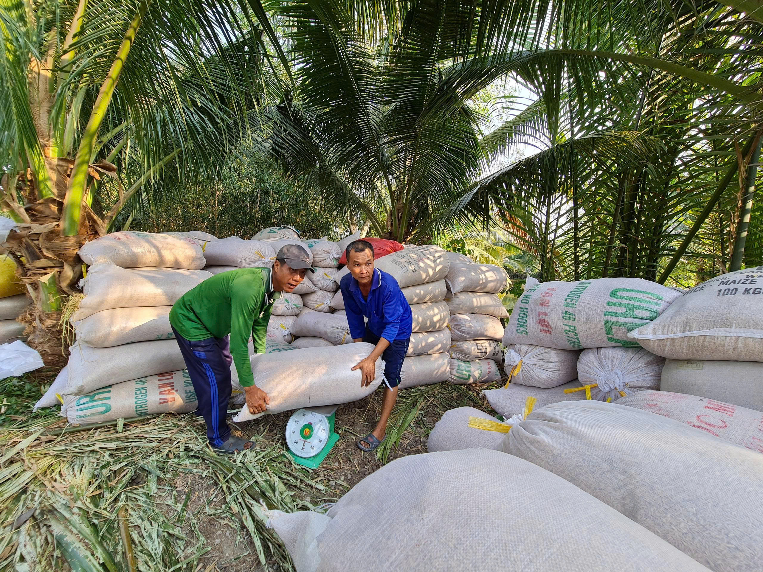 Xuất khẩu gạo tăng nhẹ, đối mặt &aacute;p lực gi&aacute; v&agrave; chi ph&iacute; logistics- Ảnh 4.