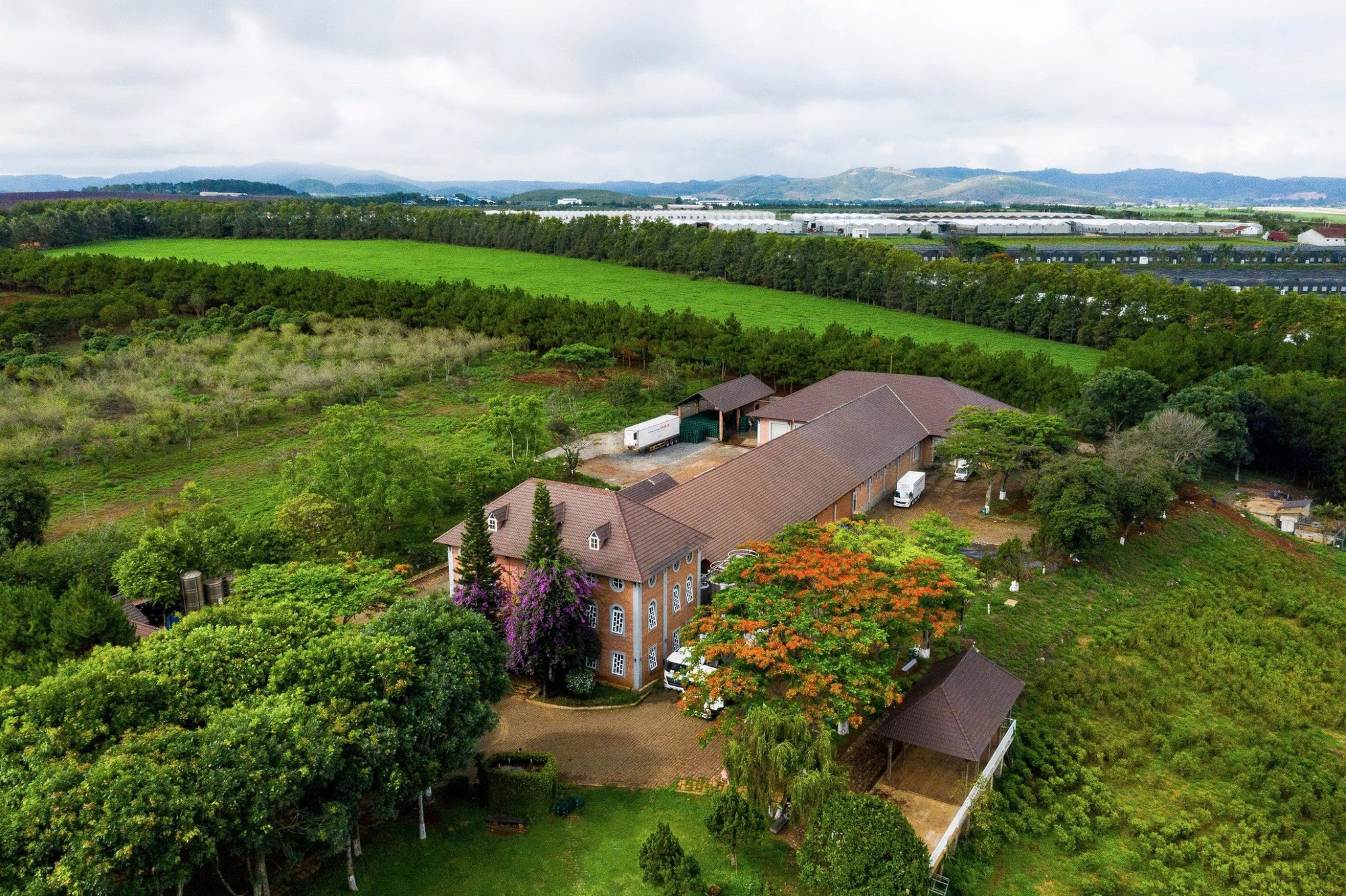 Dalatmilk ra mắt sữa tươi thanh tr&ugrave;ng hương chuối- Ảnh 1.