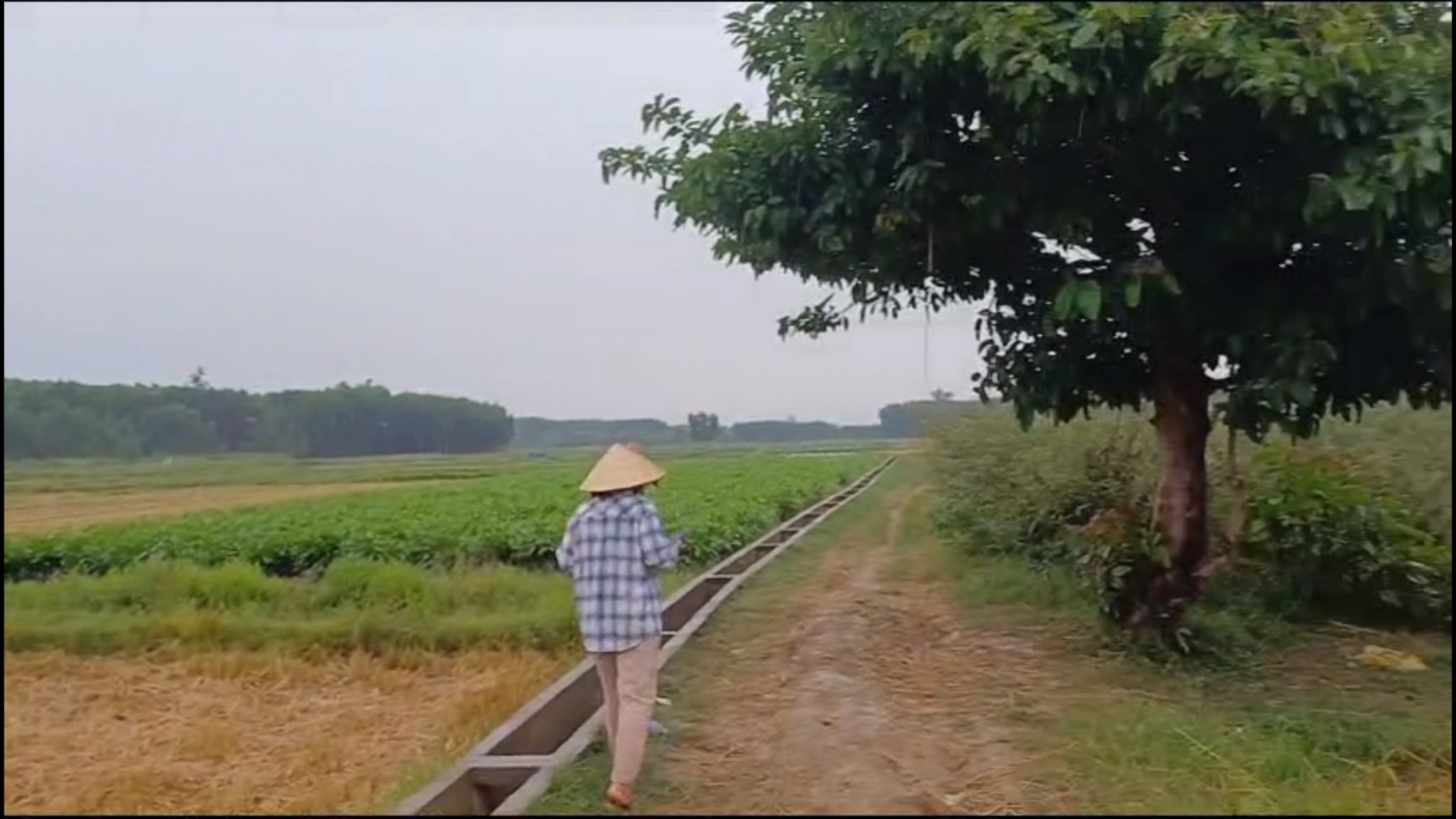 Quảng Ng&atilde;i: Tr&ecirc;n đường chở l&uacute;a về nh&agrave;, người đ&agrave;n &ocirc;ng bị s&eacute;t đ&aacute;nh tử vong- Ảnh 1.