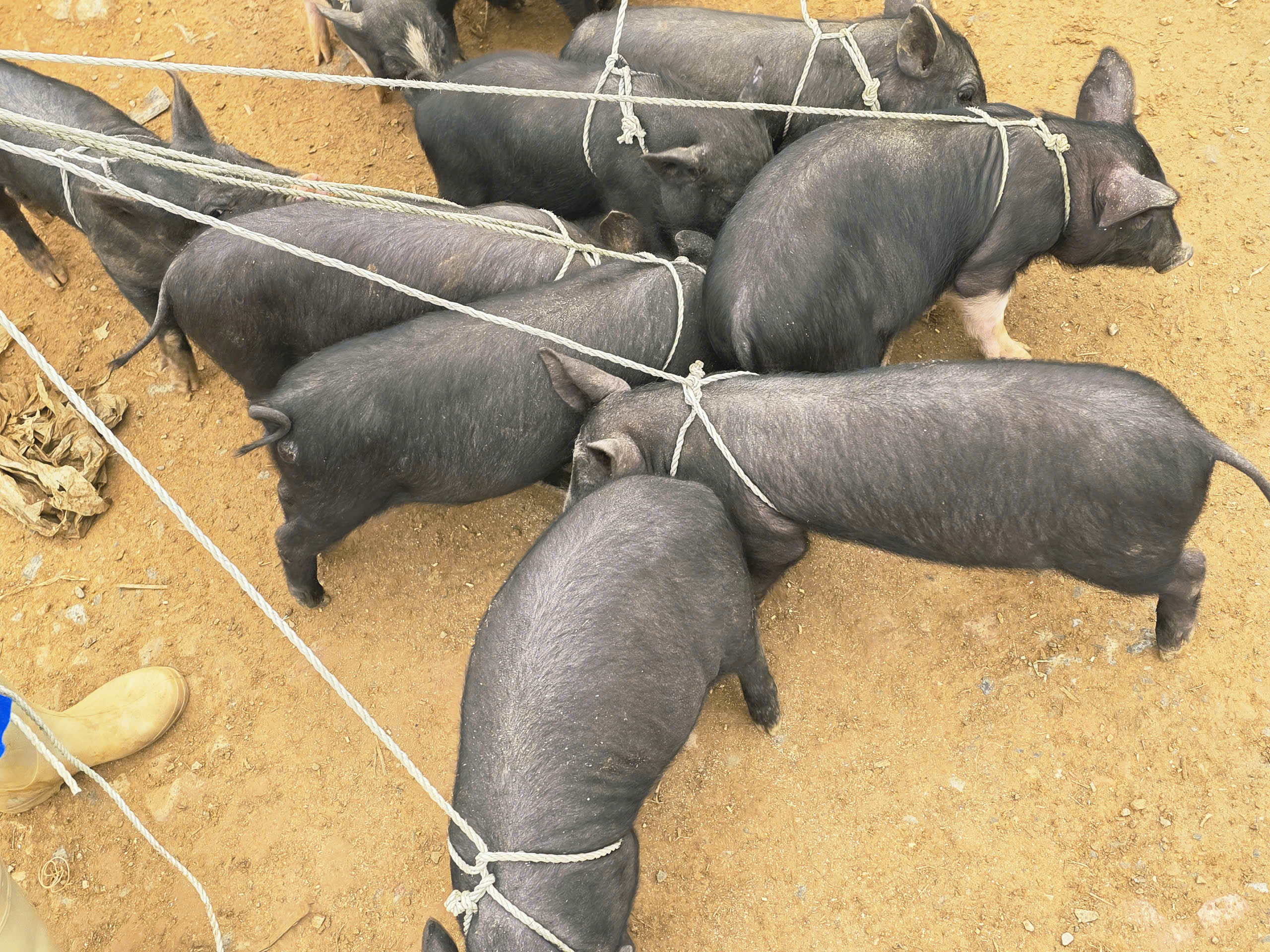 Độc đáo chợ phiên vùng biên ở Lào Cai- Ảnh 4. Độc đáo chợ phiên vùng biên ở Lào Cai- Ảnh 4.