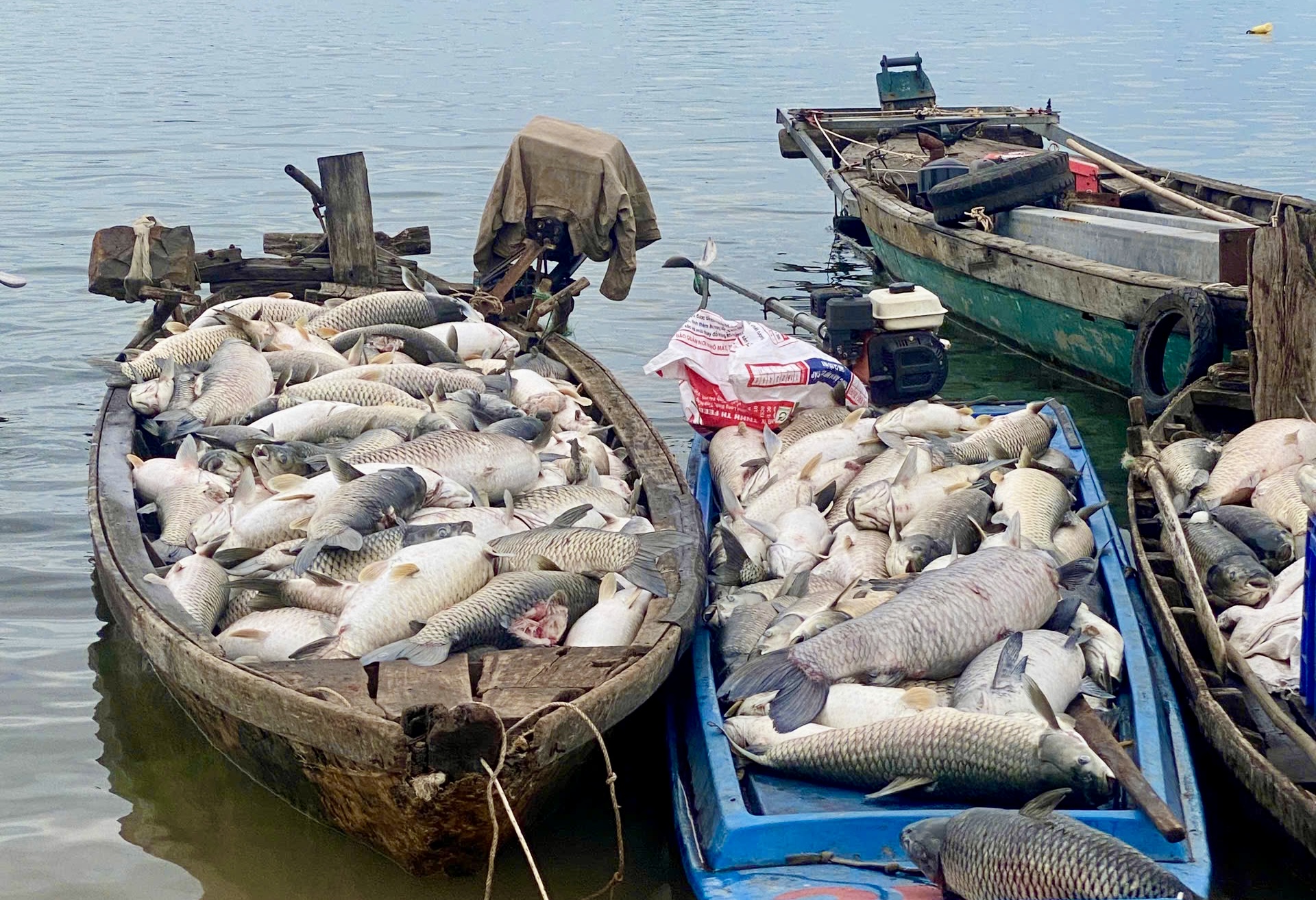 Đồng Nai: Nguyên nhân ban đầu khiến 250 tấn cá chết ở hồ Trị An- Ảnh 1. Đồng Nai: Nguyên nhân ban đầu khiến 250 tấn cá chết ở hồ Trị An- Ảnh 1.