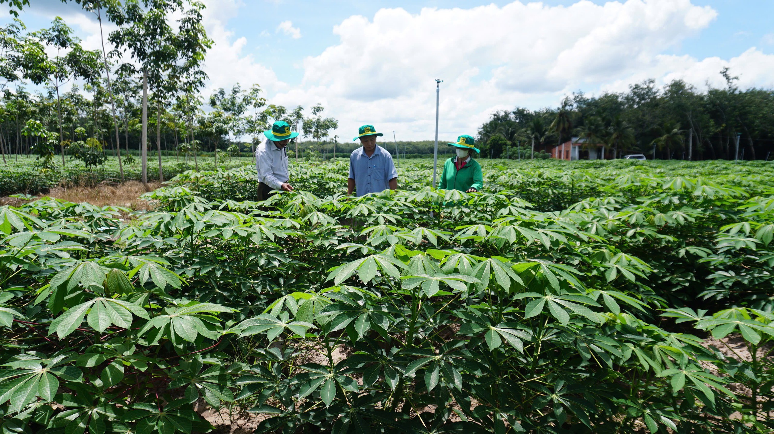 B&agrave;i 3: Sắn nhiều, nguy&ecirc;n liệu cho ethanol vẫn chưa chắc đủ  - Ảnh 1.