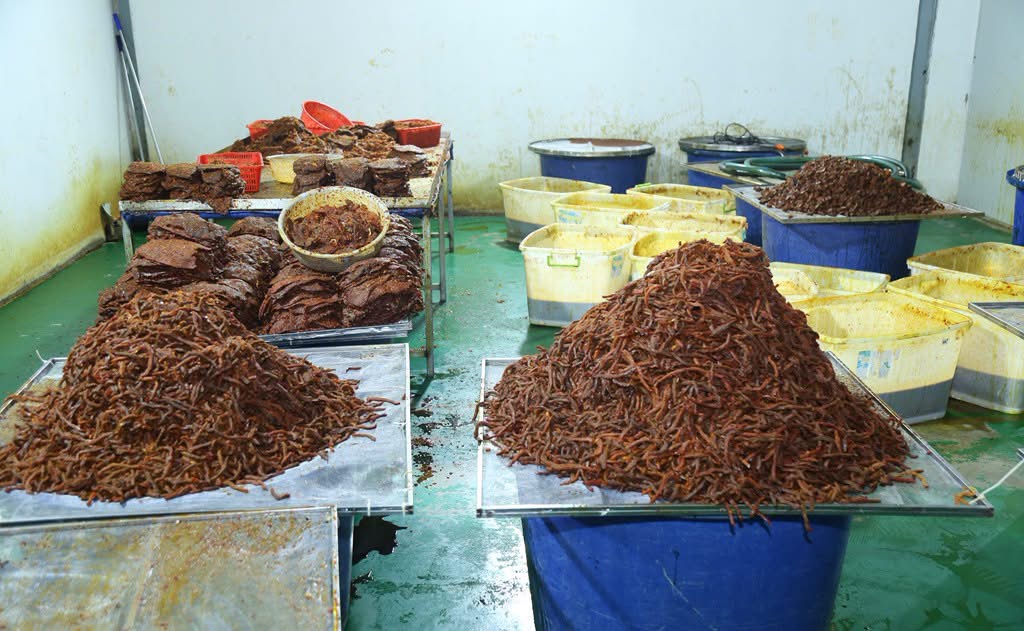 Đồng Nai: Triệt ph&aacute; đường d&acirc;y biến 130 tấn thịt tr&acirc;u th&agrave;nh kh&ocirc; b&ograve; thu về h&agrave;ng chục tỷ đồng - Ảnh 2.