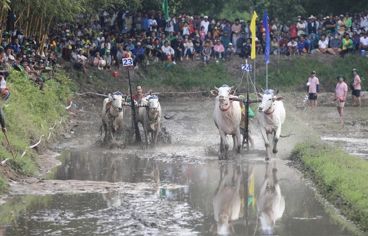 32 đ&ocirc;i b&ograve; tranh t&agrave;i tại Hội đua b&ograve; truyền thống ch&ugrave;a R&ocirc; ở An Giang- Ảnh 2.