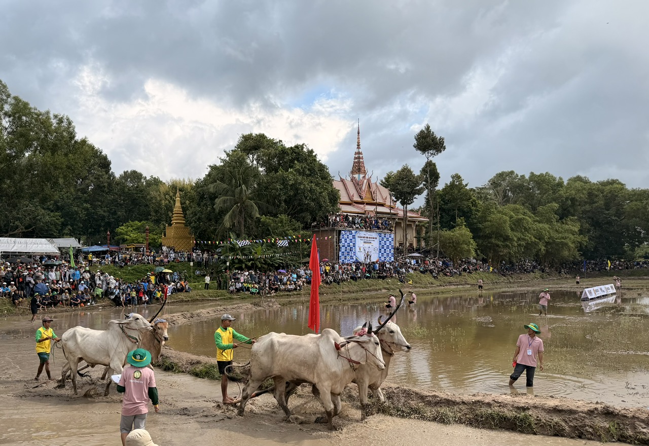 32 đ&ocirc;i b&ograve; tranh t&agrave;i tại Hội đua b&ograve; truyền thống ch&ugrave;a R&ocirc; ở An Giang- Ảnh 3.