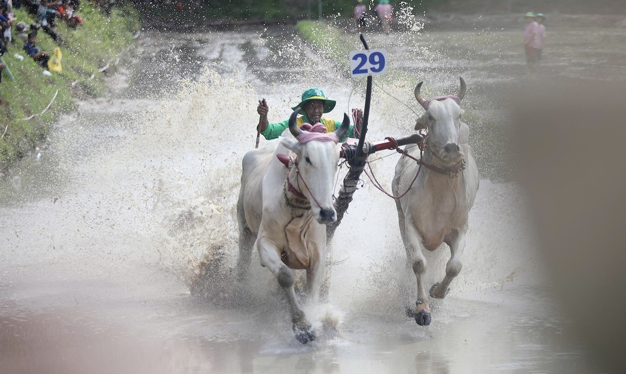 32 đ&ocirc;i b&ograve; tranh t&agrave;i tại Hội đua b&ograve; truyền thống ch&ugrave;a R&ocirc; ở An Giang- Ảnh 4.
