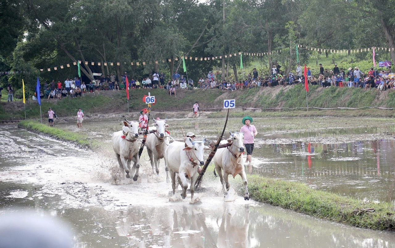 32 đ&ocirc;i b&ograve; tranh t&agrave;i tại Hội đua b&ograve; truyền thống ch&ugrave;a R&ocirc; ở An Giang- Ảnh 7.