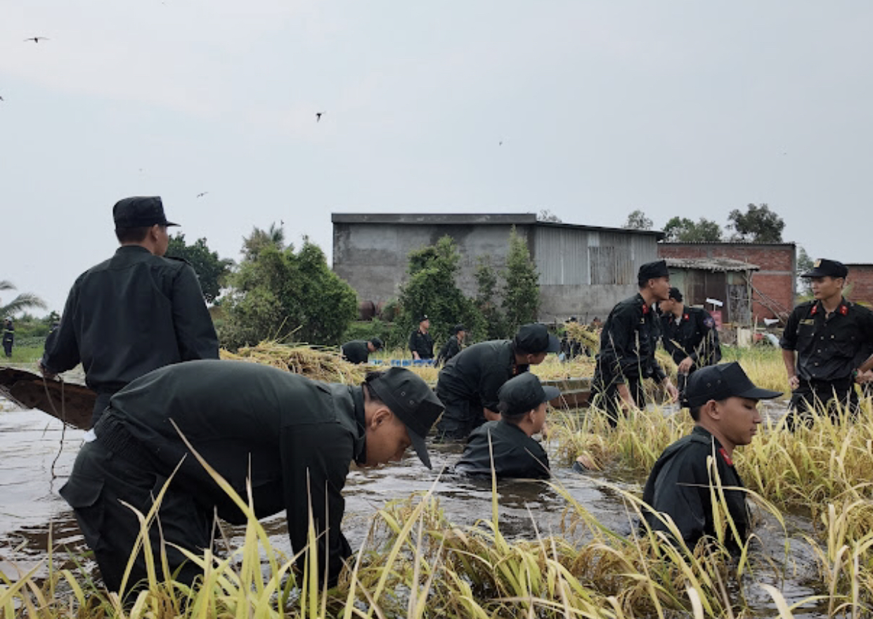 Chiến sĩ cảnh s&aacute;t cơ động hỗ trợ người d&acirc;n T&acirc;y Ninh gặt l&uacute;a chạy lũ- Ảnh 4.