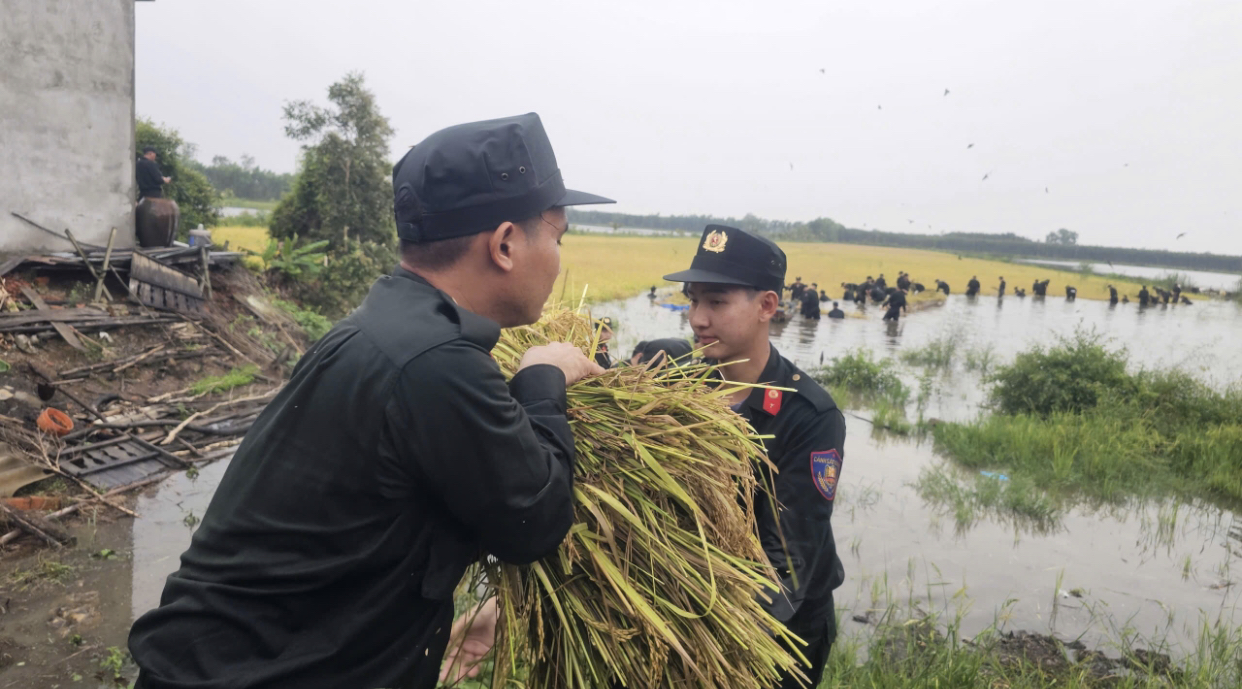 Chiến sĩ cảnh s&aacute;t cơ động hỗ trợ người d&acirc;n T&acirc;y Ninh gặt l&uacute;a chạy lũ- Ảnh 7.