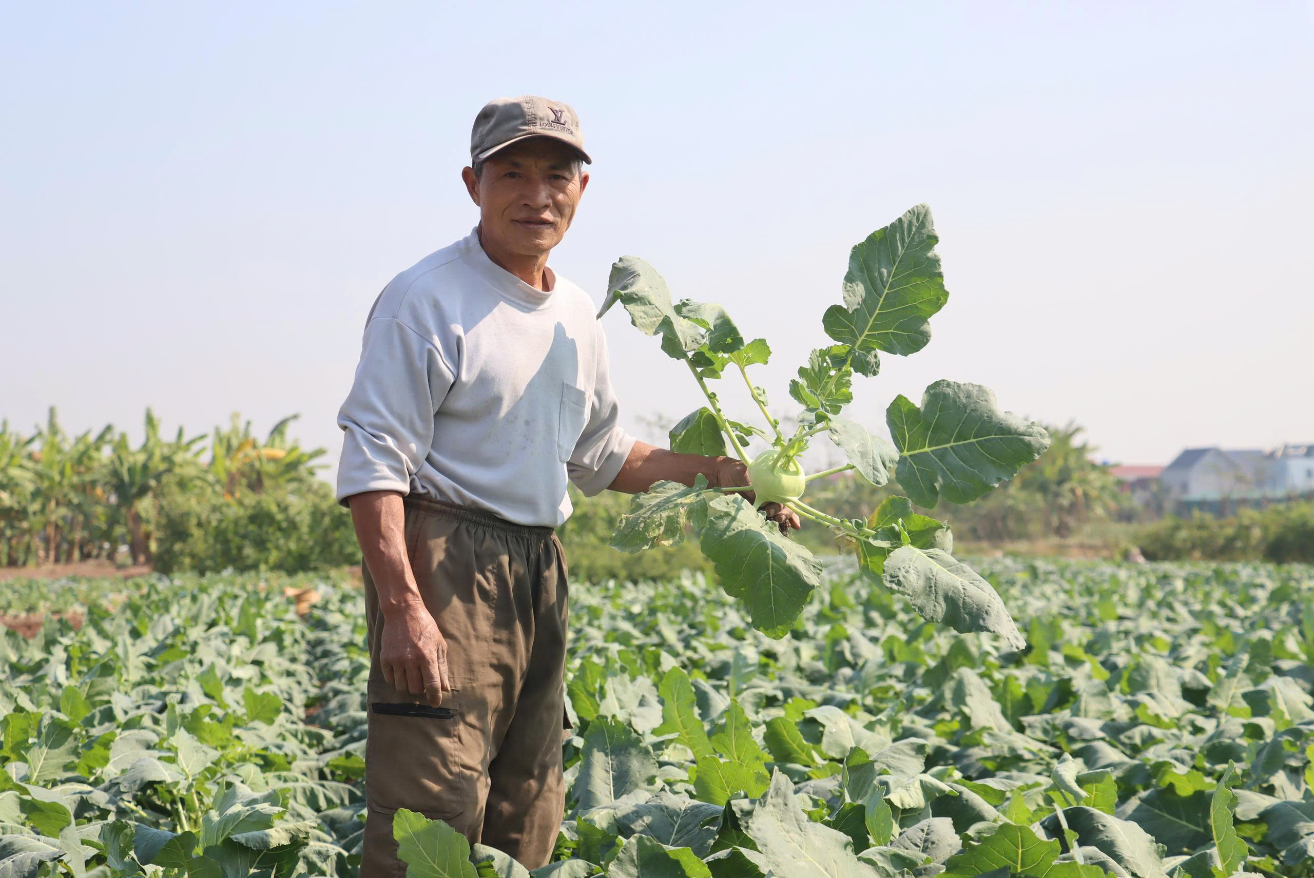 Về x&atilde; Đại Xuy&ecirc;n, ngắm v&ugrave;ng rau sạch Minh T&acirc;n - Ảnh 3.