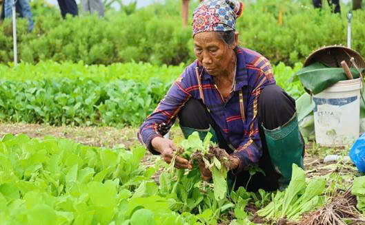 Về x&atilde; Đại Xuy&ecirc;n, ngắm v&ugrave;ng rau sạch Minh T&acirc;n - Ảnh 2.