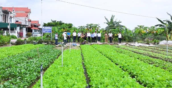 Về x&atilde; Đại Xuy&ecirc;n, ngắm v&ugrave;ng rau sạch Minh T&acirc;n - Ảnh 1.