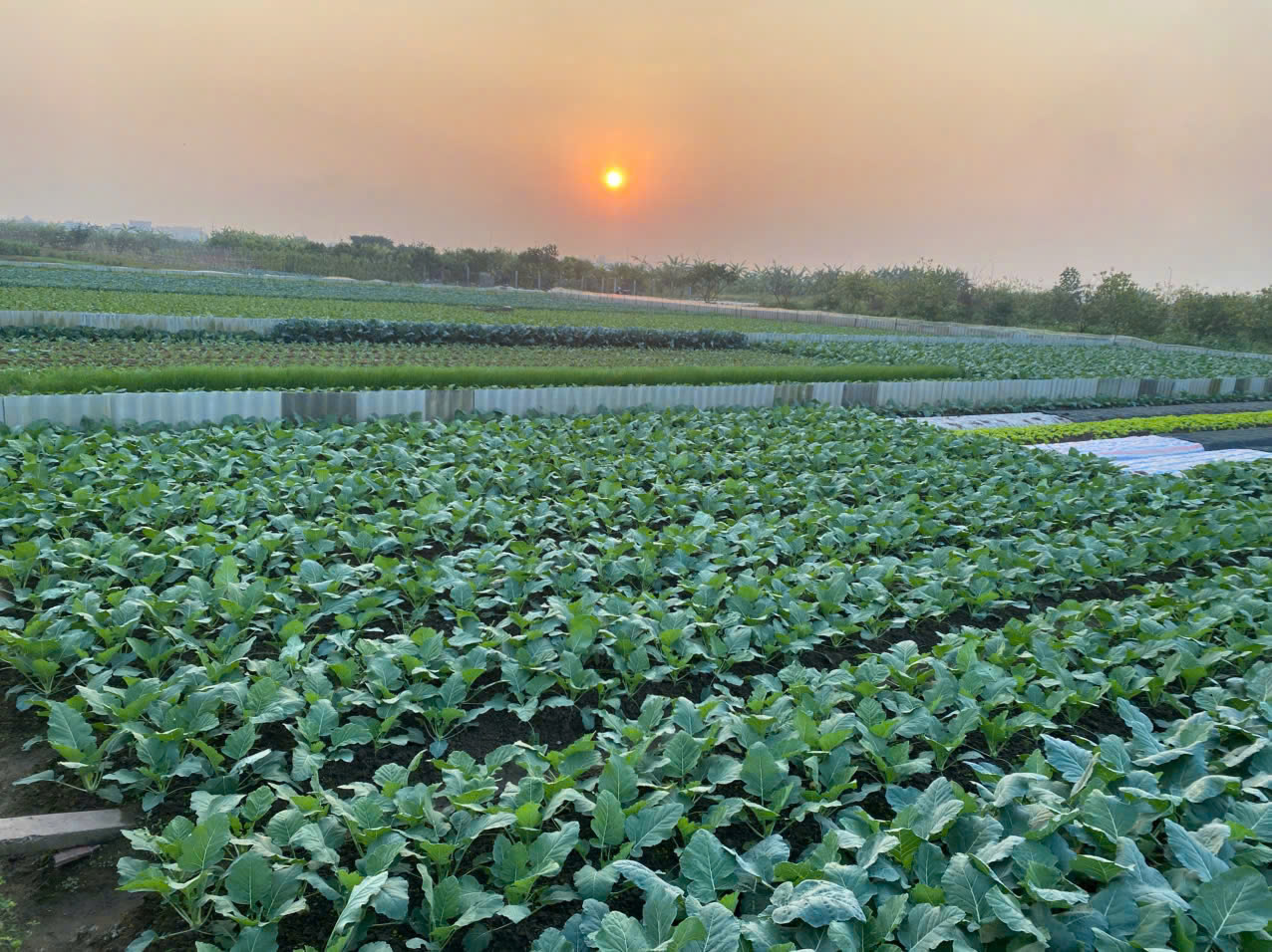 Về x&atilde; Đại Xuy&ecirc;n, ngắm v&ugrave;ng rau sạch Minh T&acirc;n - Ảnh 8.
