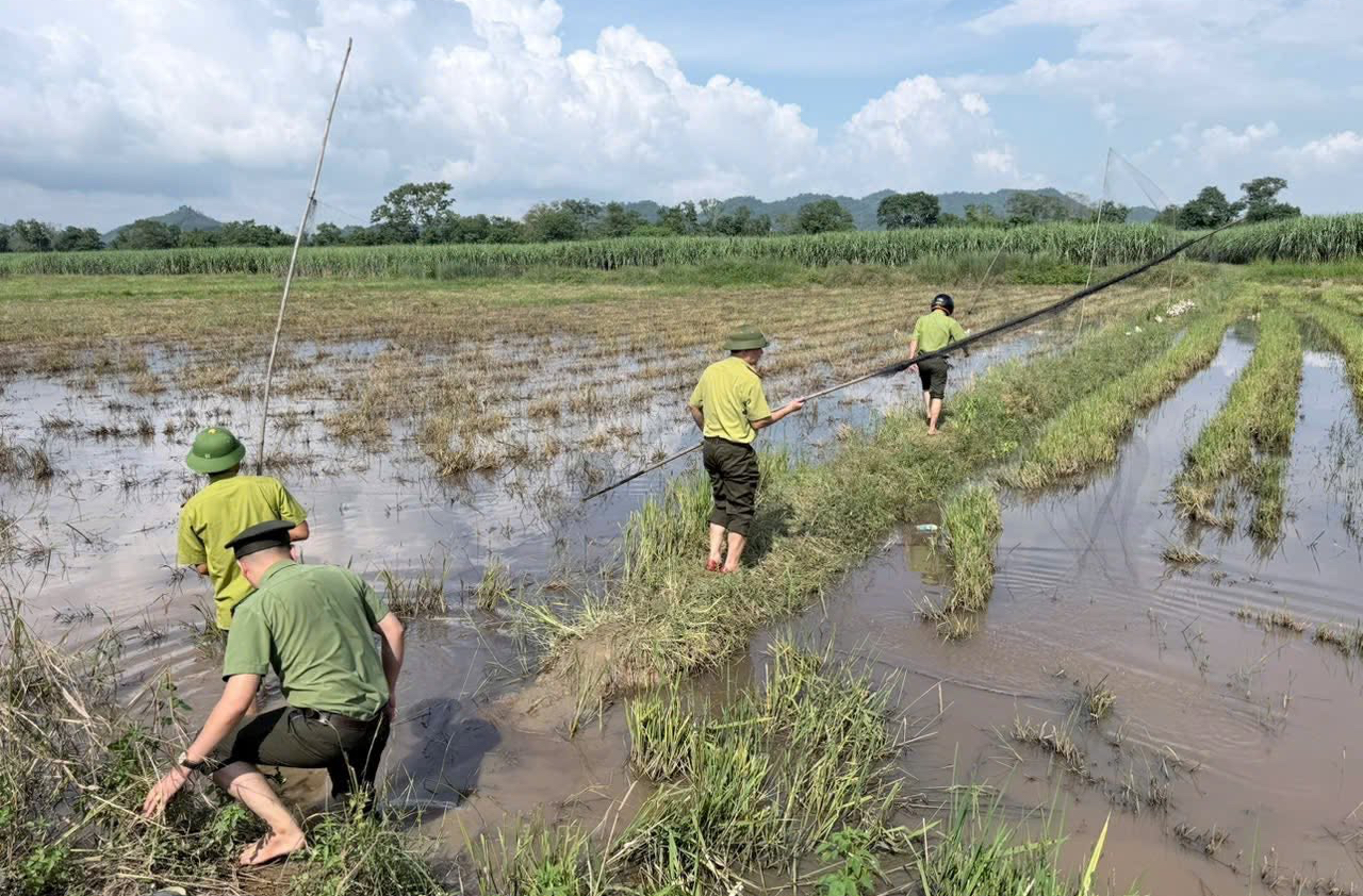 Nghệ An th&aacute;o dỡ 30.000 m&eacute;t lưới, phạt nặng người săn bắn, mua b&aacute;n chim hoang d&atilde;- Ảnh 4.