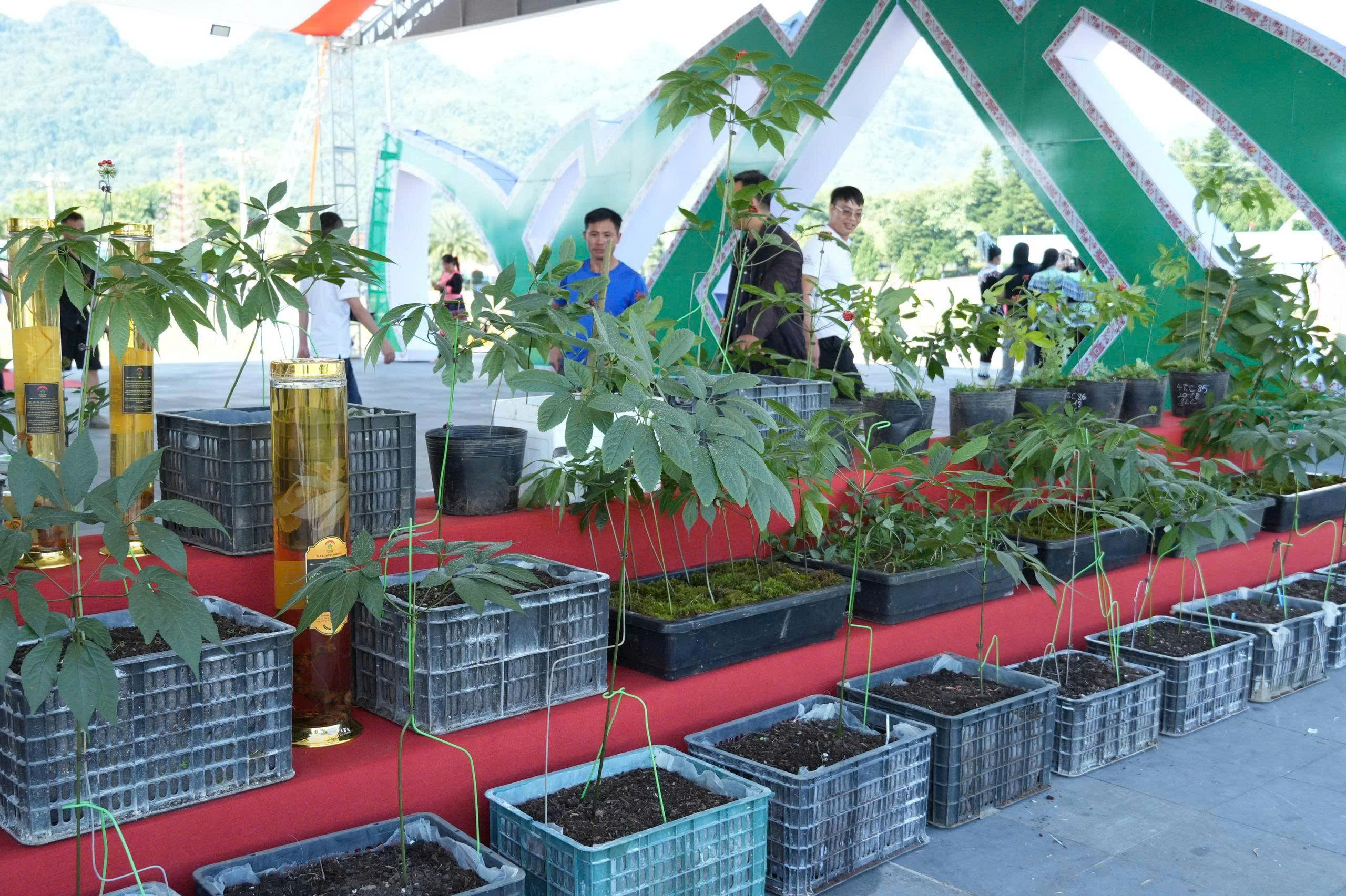 Từ những mầm s&acirc;m mở hướng sinh kế nơi bi&ecirc;n giới Lai Ch&acirc;u - Ảnh 7.