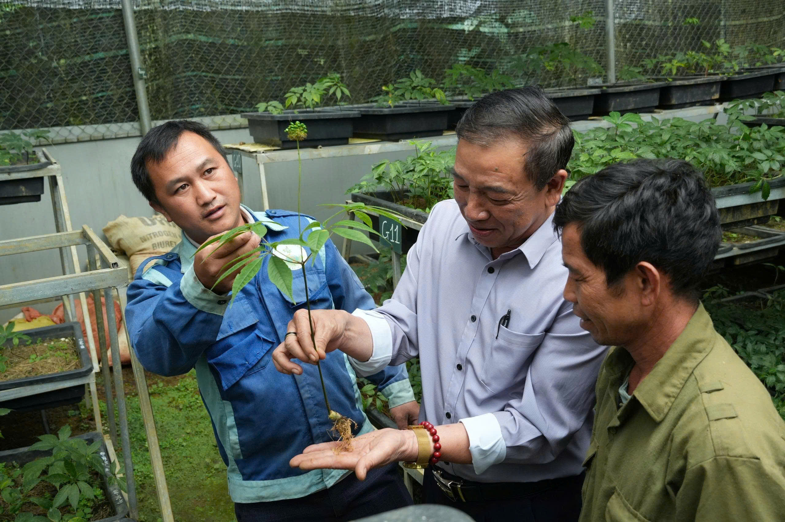 Từ những mầm s&acirc;m mở hướng sinh kế nơi bi&ecirc;n giới Lai Ch&acirc;u - Ảnh 5.