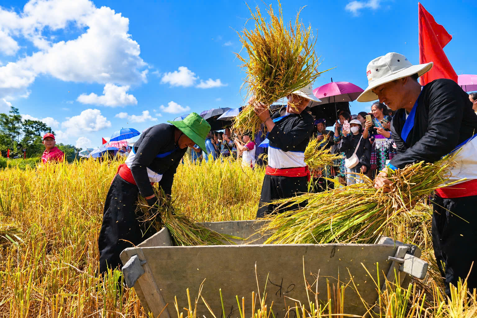 Ngắm nh&igrave;n m&ugrave;a v&agrave;ng tr&ecirc;n ruộng bậc thang Tả L&egrave;ng ở Lai Ch&acirc;u- Ảnh 9.