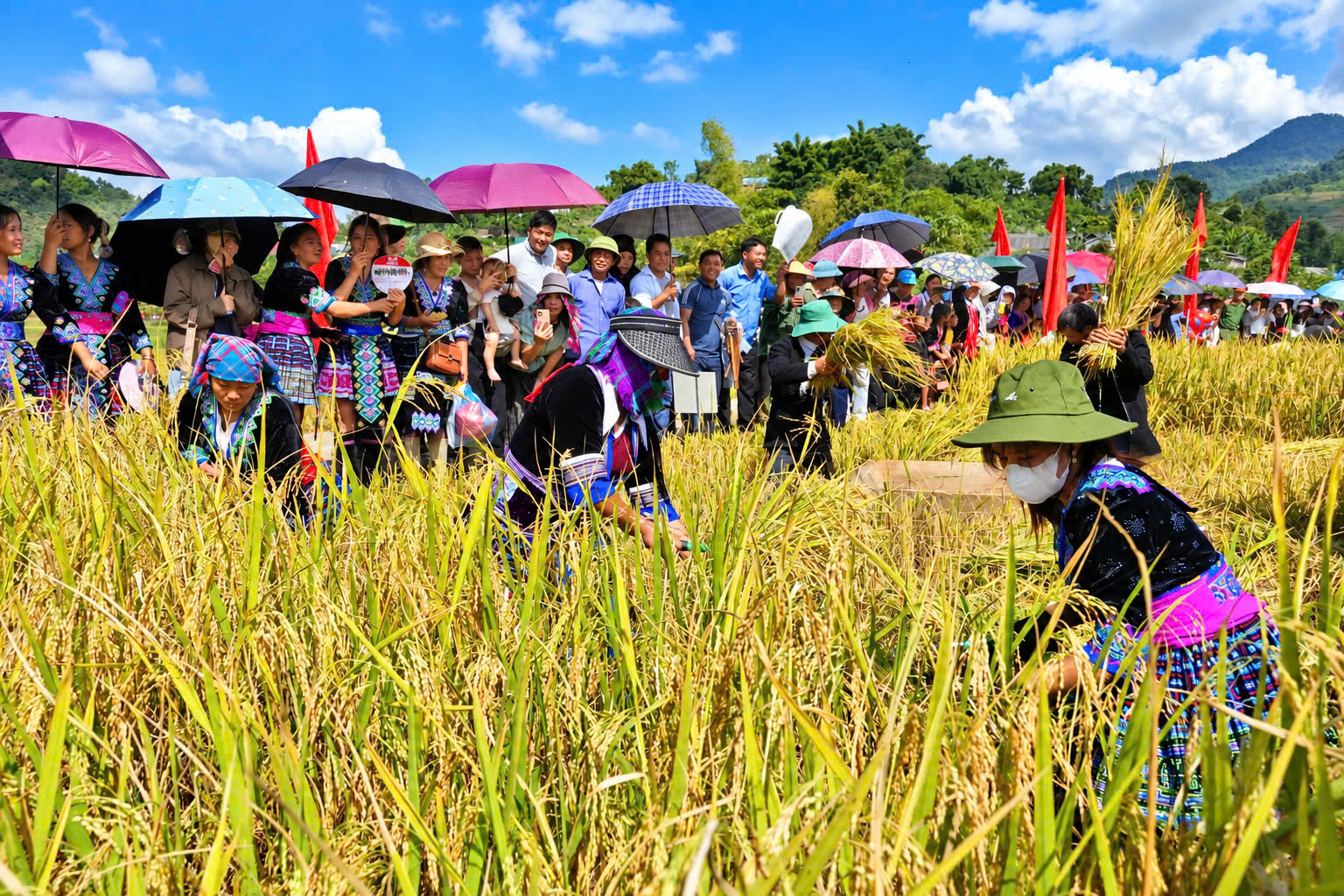 Ngắm nh&igrave;n m&ugrave;a v&agrave;ng tr&ecirc;n ruộng bậc thang Tả L&egrave;ng ở Lai Ch&acirc;u- Ảnh 6.