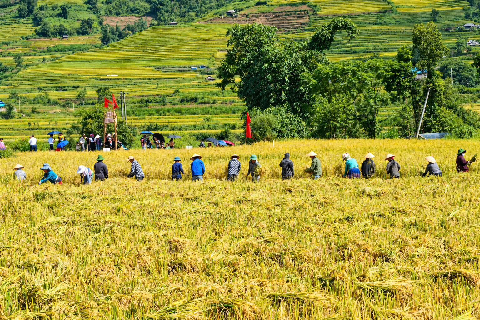 Ngắm nh&igrave;n m&ugrave;a v&agrave;ng tr&ecirc;n ruộng bậc thang Tả L&egrave;ng ở Lai Ch&acirc;u- Ảnh 7.
