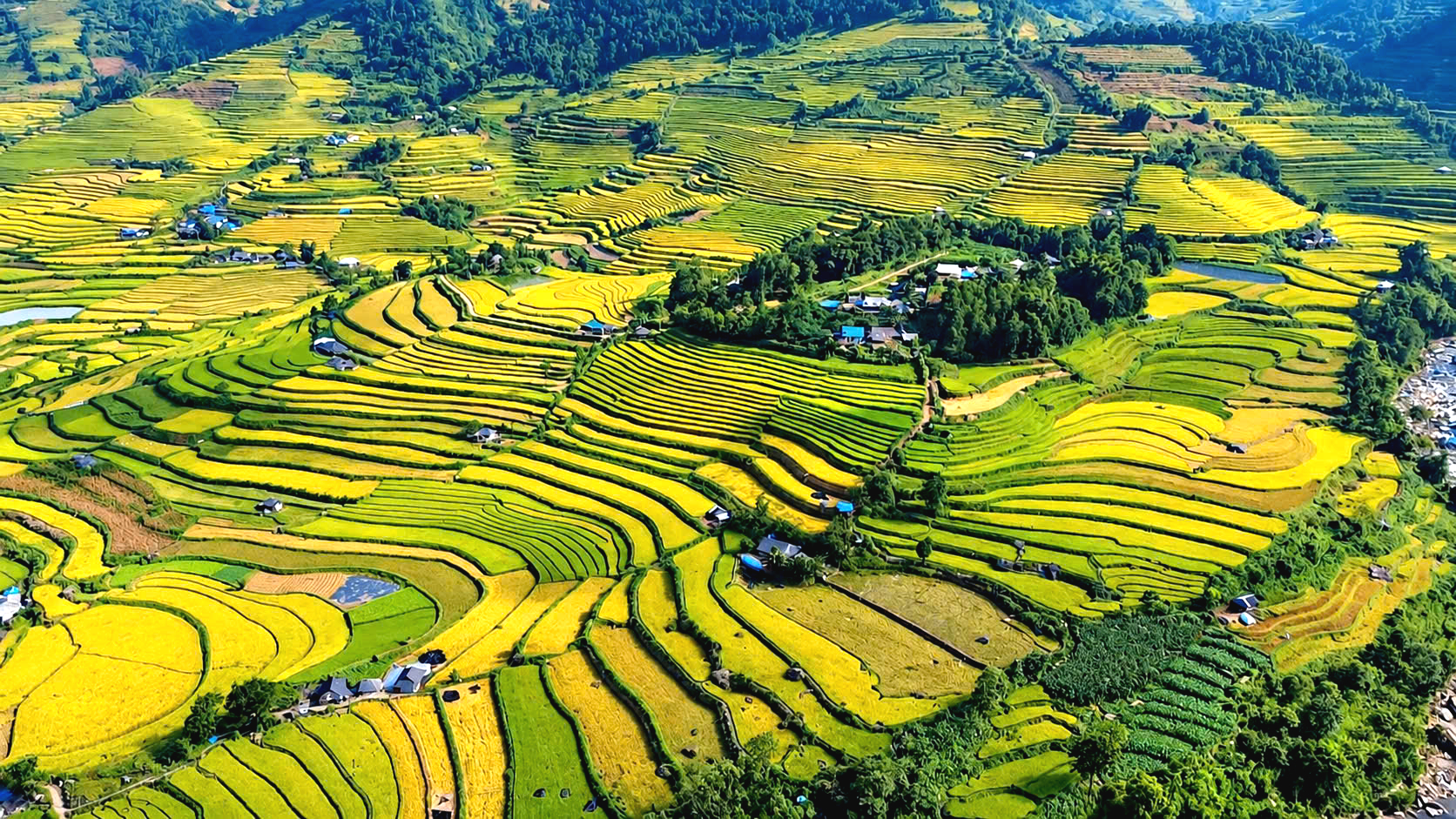 Ngắm nh&igrave;n m&ugrave;a v&agrave;ng tr&ecirc;n ruộng bậc thang Tả L&egrave;ng ở Lai Ch&acirc;u- Ảnh 3.