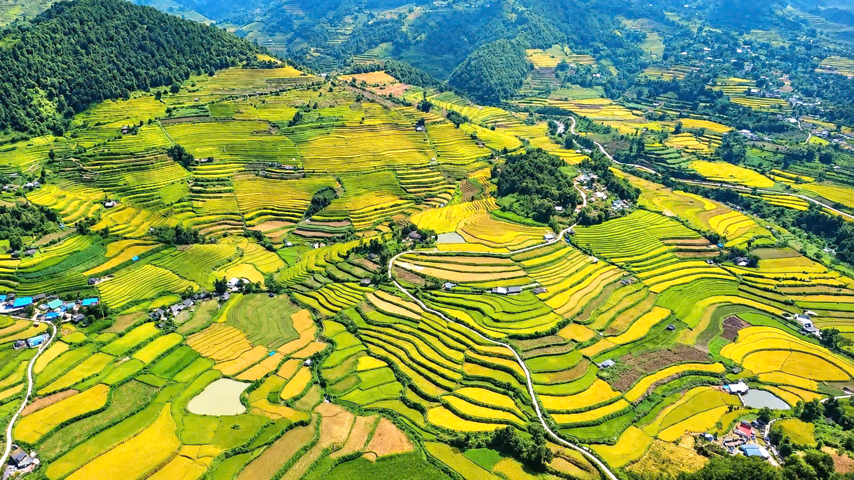 Ngắm nh&igrave;n m&ugrave;a v&agrave;ng tr&ecirc;n ruộng bậc thang Tả L&egrave;ng ở Lai Ch&acirc;u- Ảnh 1.