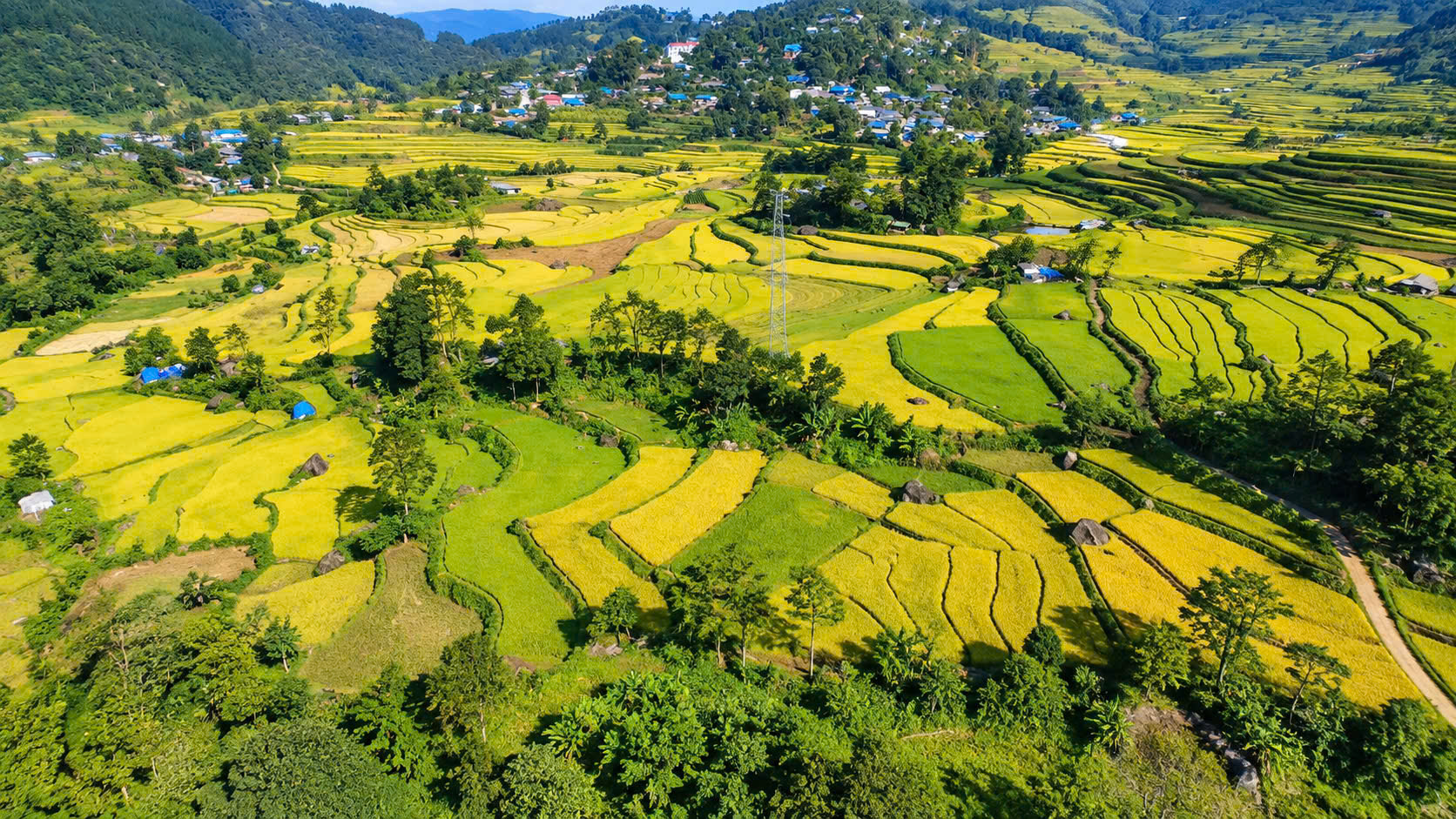 Ngắm nh&igrave;n m&ugrave;a v&agrave;ng tr&ecirc;n ruộng bậc thang Tả L&egrave;ng ở Lai Ch&acirc;u- Ảnh 14.