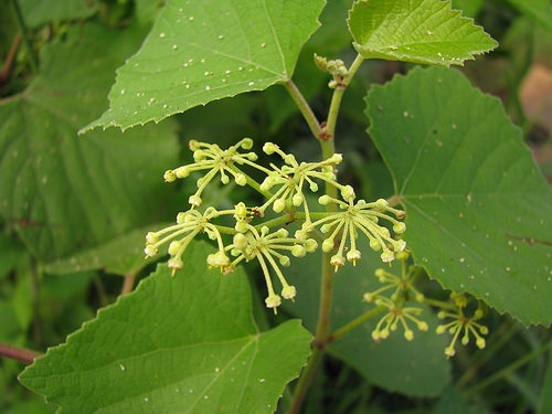 cay-chia-voi-chua-thoat-vi-dia-dem-1