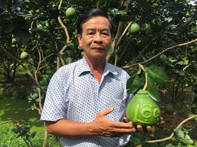 H&igrave;nh 4  &Ocirc;ng V&otilde; Trung Th&agrave;nh v&agrave; sản phẩm bưởi hồ l&ocirc; 
