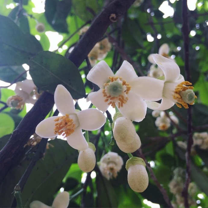 12924530_10153462081671198_4221381695201469095_n