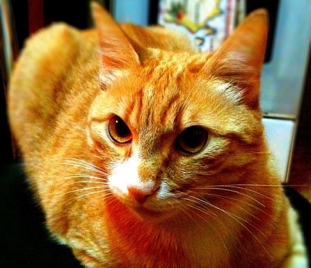 co-gai-bi-duoi-xuong-xe-vi-mang-meo