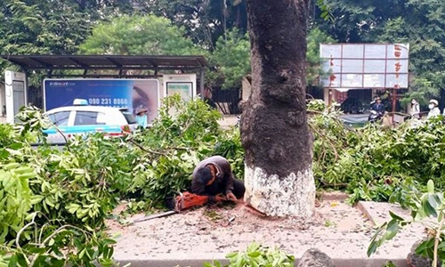 chat-cay-xanh-hinh-anh-2_GLDG