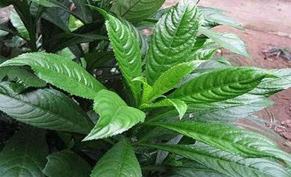 article-55304-1422524451247