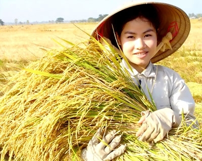 Nếp c&aacute;i hoa v&agrave;ng.Ảnh minh họa