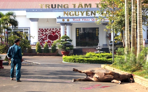 tr&acirc;u đi&ecirc;n h&uacute;c người