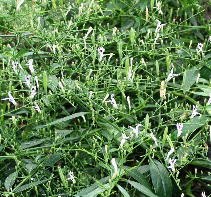 Xuy&ecirc;n t&acirc;m li&ecirc;n