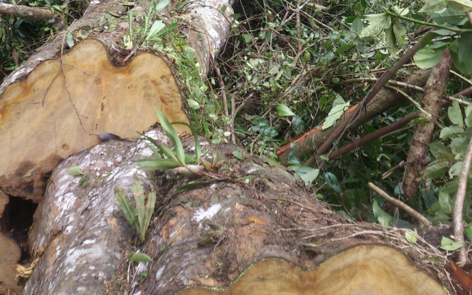 ph&aacute; rừng Cao Bằng