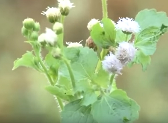 Hoa cứt lợn, Ảnh tạ T&ocirc;n,