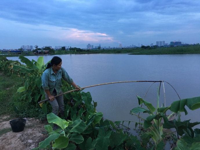 chị Hải đ&aacute;nh v&oacute; t&ocirc;m từ khi c&ograve;n tờ mờ s&aacute;ng