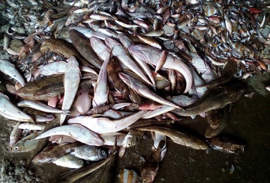 ảnh minh họa, cua ghẹ kiểm nghiệm có chứa chất độn