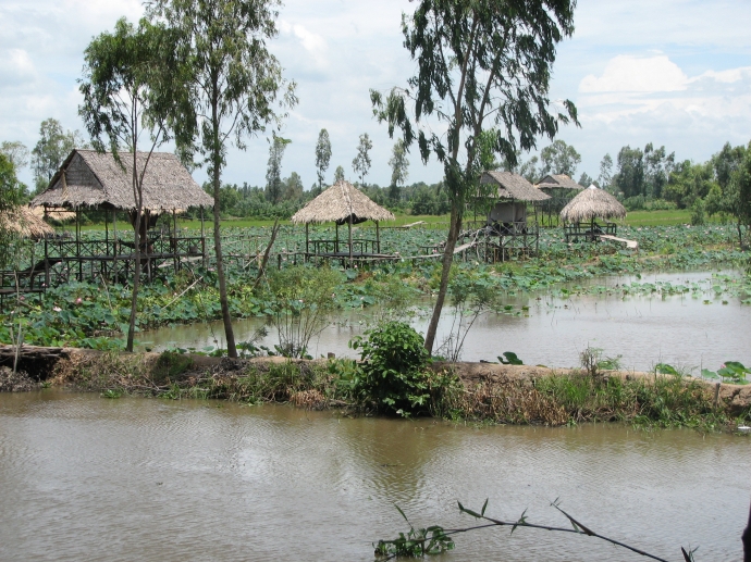 Khung cảnh l&agrave;ng qu&ecirc; với những c&aacute;nh đồng sen tại T&acirc;