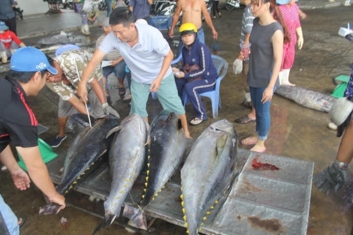 khung cảnh thu mua cá