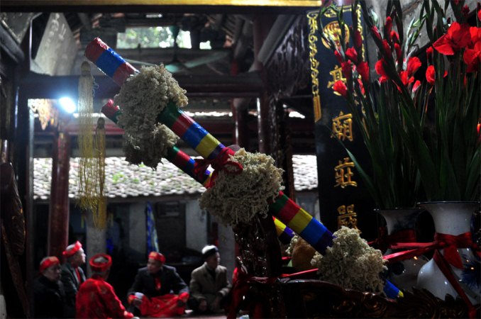 Cận cảnh c&acirc;y b&ocirc;ng