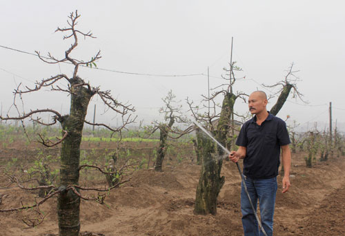 &Ocirc;ng chủ của vườn đ&agrave;o hơn 3.000 gốc v&agrave; trang trại h&agrave;ng trăm con lợn, g&agrave;. Ảnh: Ho&agrave;ng Phương.