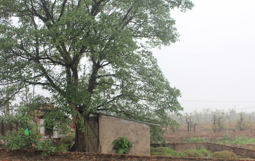 Miếu C&ocirc; Tr&ocirc;i nằm giữa l&agrave;ng đ&agrave;o Nhật T&acirc;n, nơi đ&acirc;y an t&aacute;ng nhiều người chết đuối tr&ecirc;n s&ocirc;ng. Ảnh: Ho&agrave;ng Phương.