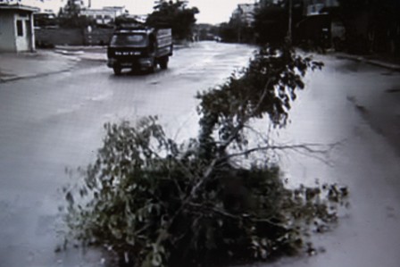 C&acirc;y mọc giữa đường