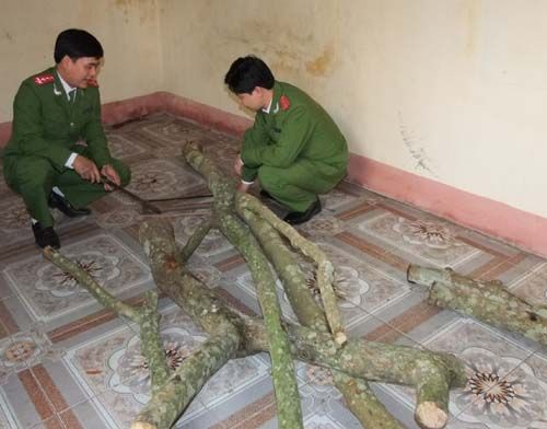 Tại chỗ ở của Th&ecirc;m, lực lượng chức năng thu giữ nhiều c&acirc;y gỗ Sưa