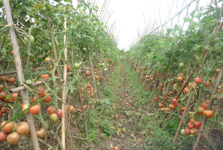 Chỉ sau 3 - 4 ng&agrave;y phun thuốc, ruộng c&agrave; chua sẽ ch&iacute;n đều