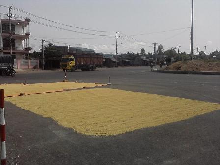 Phơi l&uacute;a tr&ecirc;n đường l&agrave; nguy cơ dẫn đếnTNGT