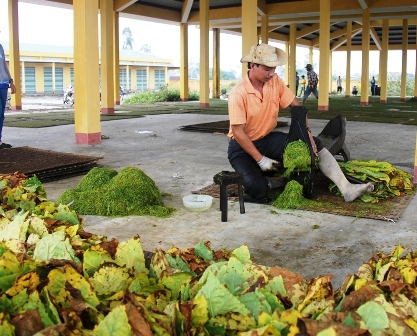 Người dân tận dụng chợ mới đang bị “bỏ hoang” làm nơi cắt, phơi thuốc lá và chăn thả gia súc, gia cầm